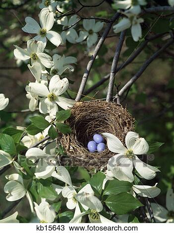 Bird'S Nest In Flowering Dogwood View Large Photo Image Stock Image - Bird'S Nest In Flowering Dogwood. Fotosearch