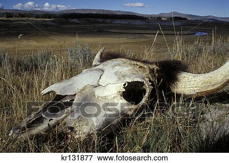 Bison Skull Pelican Valley Yellowstone National Park View Large Photo Image Stock Photo - Bison Skull Pelican Valley Yellowstone National Park . Fotosearch