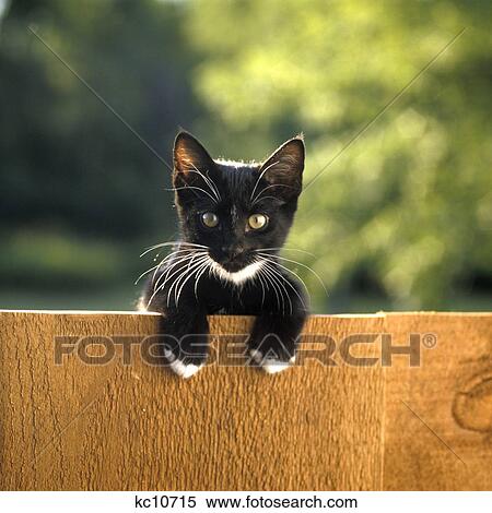 Stock Photography - Black And White Kitten Peering Over Top Rail Of Wooden Fence . Fotosearch
