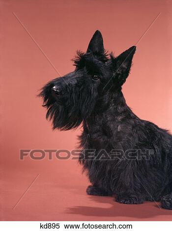 Black Scottish Terrier On Pink Seamless Scot Scottie Scotch View Large Photo Image Stock Photography - Black Scottish Terrier On Pink Seamless Scot Scottie Scotch . Fotosearch