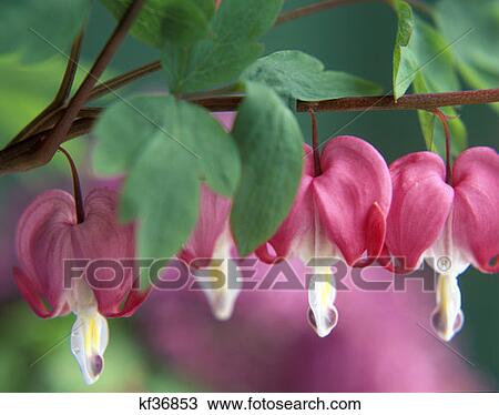 Bleeding Heart View Large Photo Image Stock Image - Bleeding Heart . Fotosearch
