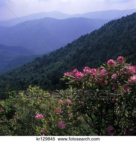 Stock Photography - Blue Ridge Parkway Nc Scenic View Of Mountains And Rhododendrons In Bloom . Fotosearch