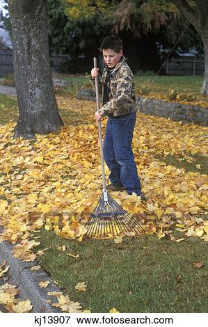 Boy Raking Leaves View Large Photo Image Stock Photo - Boy Raking Leaves. Fotosearch
