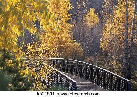 Bridge And Trees In Autumn Steamboat Springs Co View Large Photo Image Stock Image - Bridge And Trees In Autumn Steamboat Springs Co . Fotosearch