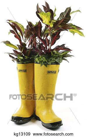 Bright Yellow Galoshes With Plants View Large Photo Image Stock Photo - Bright Yellow Galoshes With Plants. Fotosearch