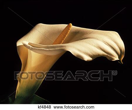 Calla Lily Zantedeshcia Aethiopica View Large Photo Image Stock Photo - Calla Lily Zantedeshcia Aethiopica. Fotosearch
