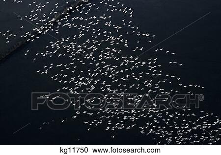 Canadian Snow Geese Anser Caerulescens North America View Large Photo Image Stock Image - Canadian Snow Geese Anser Caerulescens North America . Fotosearch