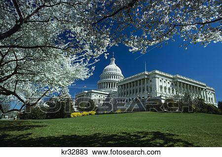 Stock Image - Capitol Bldg. - Tree In Foreground Washington, D. C.. Fotosearch