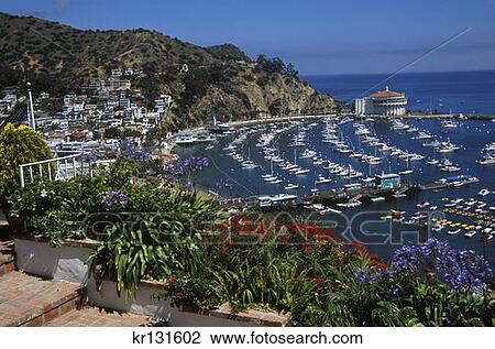 Catalina Island Patio Flowers Overview Harbor Los Angeles California View Large Photo Image Stock Image - Catalina Island Patio Flowers Overview Harbor Los Angeles California. Fotosearch