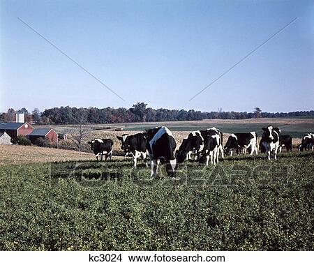 Cattle Herd Cows Grass Field Graze Grazing Farm Farming View Large Photo Image Picture - Cattle Herd Cows Grass Field Graze Grazing Farm Farming. Fotosearch