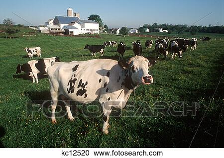 Cattle In The Field View Large Photo Image Stock Image - Cattle In The Field . Fotosearch