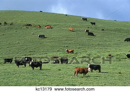 Stock Photo - Cattle Ranch Hawaii. Fotosearch