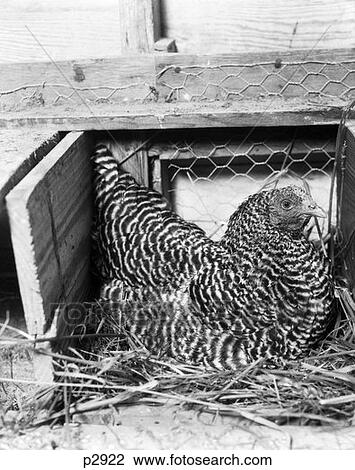 Chicken Coop View Large Photo Image Stock Image - Chicken Coop . Fotosearch