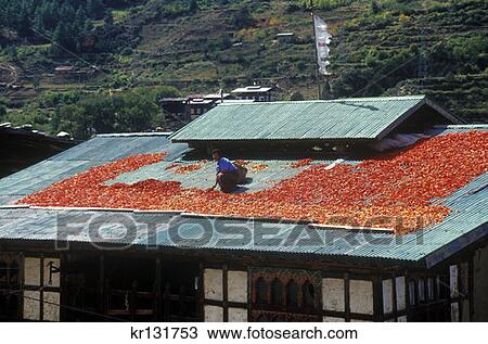 Stock Image - Chile Peppers Drying On Roof Paro Valley . Fotosearch