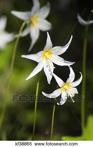 Close Up Apline Avalanche Lily View Large Photo Image Stock Photography - Close Up Apline Avalanche Lily . Fotosearch