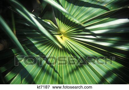 Stock Photo - Close Up Of A Palm Tree Leaf Mexico. Fotosearch