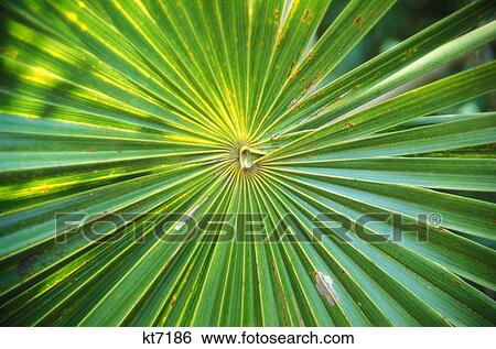 Close Up Of A Palm Tree Leaf Mexico View Large Photo Image Stock Photograph - Close Up Of A Palm Tree Leaf Mexico. Fotosearch