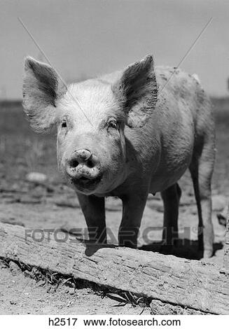 Close-Up Of Chester White & Yorkshire Pig With Ring In Nose View Large Photo Image Stock Photo - Close-Up Of Chester White & Yorkshire Pig With Ring In Nose . Fotosearch