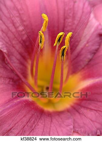 Close Up Of Pink Lilium View Large Photo Image Picture - Close Up Of Pink Lilium. Fotosearch
