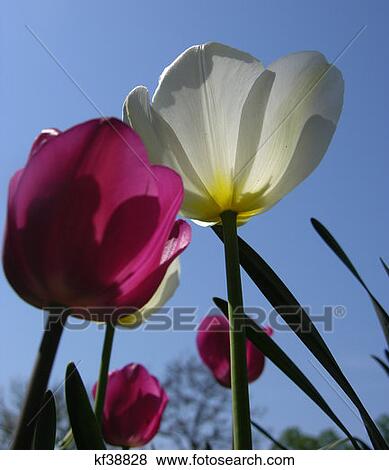 Stock Photo - Close Up Of Purple And White Tulips In The Sun. Fotosearch