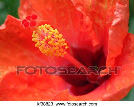 Close Up Of Red Hibiscus View Large Photo Image Stock Image - Close Up Of Red Hibiscus. Fotosearch