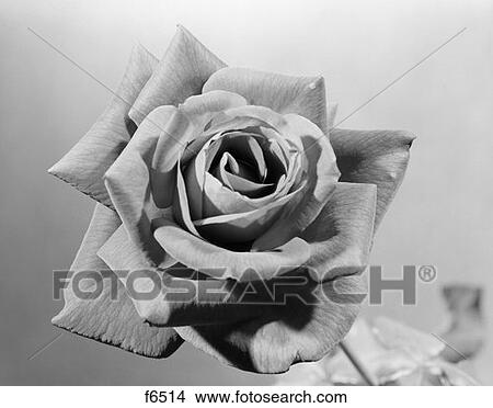 Picture - Close-Up Of Rose Fully Opened . Fotosearch