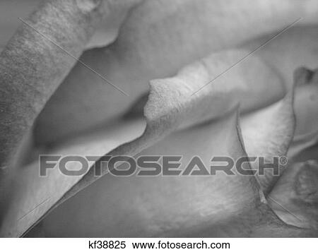 Close Up Of Rose In Black And White View Large Photo Image Stock Photography - Close Up Of Rose In Black And White. Fotosearch