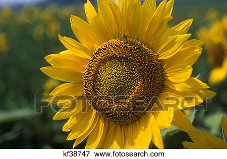 Stock Photo - Close Up Of Sunflower Being Commercially Grown For Seed . Fotosearch