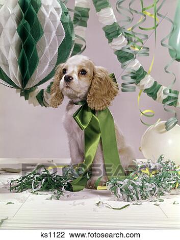 Cocker Spaniel Puppy Big Green Ribbon Bow Around Neck Sitting Amidst Green & White Streamers & Confetti Dog Retro View Large Photo Image Stock Image - Cocker Spaniel Puppy Big Green Ribbon Bow Around Neck Sitting Amidst Green & White Streamers & Confetti Dog Retro. Fotosearch