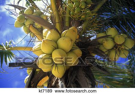 Coconuts On Palm Tree Playa Del Carmen, Mexico View Large Photo Image Stock Photo - Coconuts On Palm Tree Playa Del Carmen, Mexico. Fotosearch
