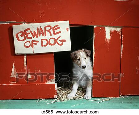 Collie Pup Puppy In Door Of Red Doghouse With Beware Of Dog Sign View Large Photo Image Stock Photography - Collie Pup Puppy In Door Of Red Doghouse With Beware Of Dog Sign. Fotosearch
