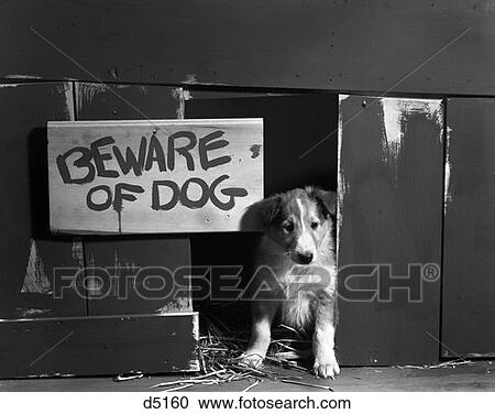 Collie Puppy Sitting In Door Of Doghouse Sign Beware Of Dog View Large Photo Image Stock Image - Collie Puppy Sitting In Door Of Doghouse Sign Beware Of Dog . Fotosearch