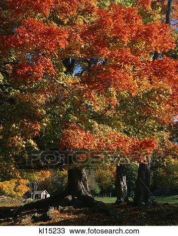 Stock Image - Colorful Autumn Foliage Large Maple Tree. Fotosearch