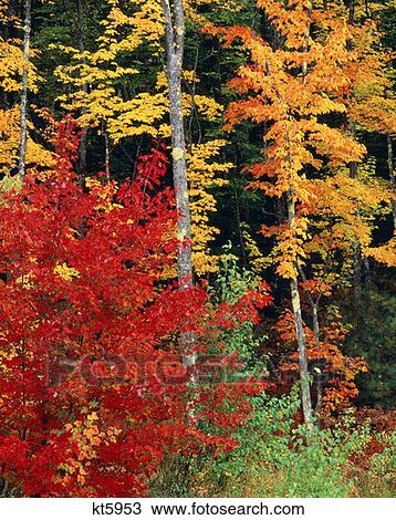 Colorful Autumn Trees North Conway View Large Photo Image Stock Image - Colorful Autumn Trees North Conway. Fotosearch