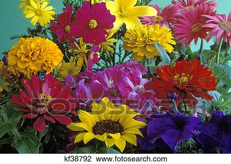 Colorful Mixture Of Flowers View Large Photo Image Stock Image - Colorful Mixture Of Flowers. Fotosearch