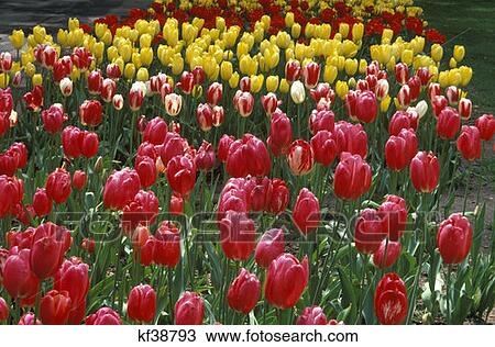 Colorful Tulips In Descanso Gardens, La Canada, California View Large Photo Image Stock Image - Colorful Tulips In Descanso Gardens, La Canada, California. Fotosearch