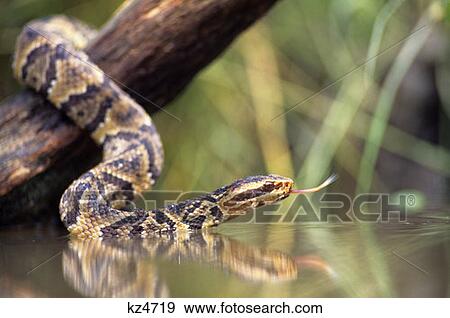 Stock Photo - Cottonmouth Snake Agkistrodon Piscivorus Conanti Southern Usa. Fotosearch
