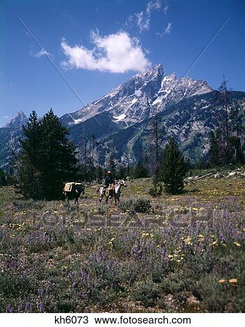 Cowboy Riding In Grand Teton National Park Wy In Meadow Snow Capped Mountain Man Leading Pack Horse Remote Retro View Large Photo Image Stock Image - Cowboy Riding In Grand Teton National Park Wy In Meadow Snow Capped Mountain Man Leading Pack Horse Remote Retro . Fotosearch