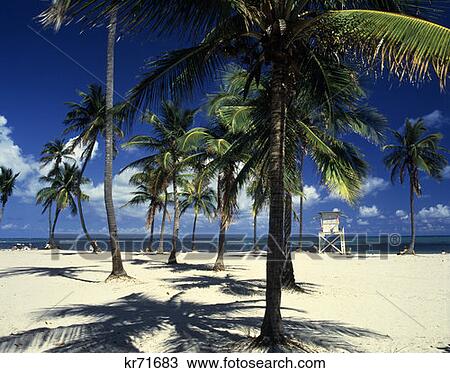Cranden Park Beach Key Biscayne Florida View Large Photo Image Stock Image - Cranden Park Beach Key Biscayne Florida . Fotosearch