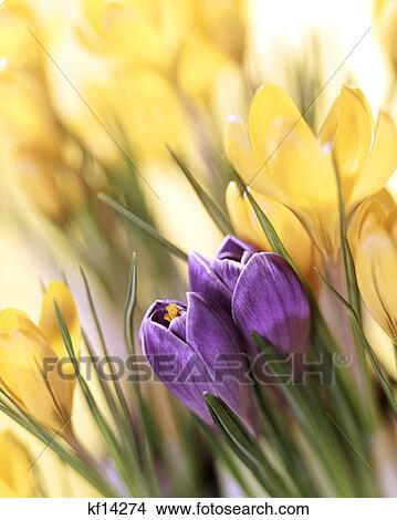 Crocus View Large Photo Image Picture - Crocus . Fotosearch