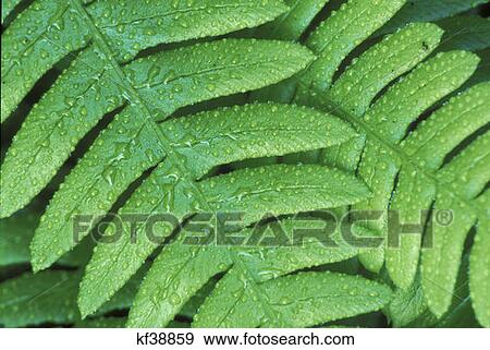 Deer Fern Cape Pepetua Siuslaw National Forest Oregon View Large Photo Image Stock Photo - Deer Fern Cape Pepetua Siuslaw National Forest Oregon . Fotosearch