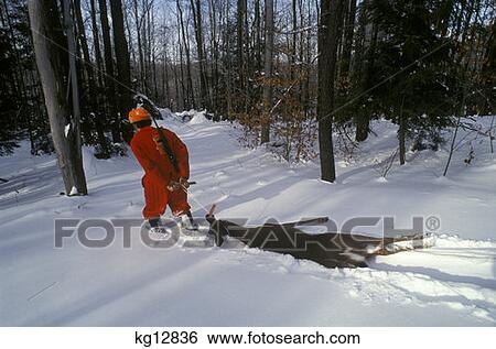 Deer Hunter Dragging Freshly Killed Deer Through Snow View Large Photo Image Stock Photograph - Deer Hunter Dragging Freshly Killed Deer Through Snow. Fotosearch