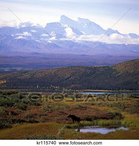Denali Np Ak Mt. Mckinley Moose In Pond View Large Photo Image Stock Image - Denali Np Ak Mt. Mckinley Moose In Pond . Fotosearch