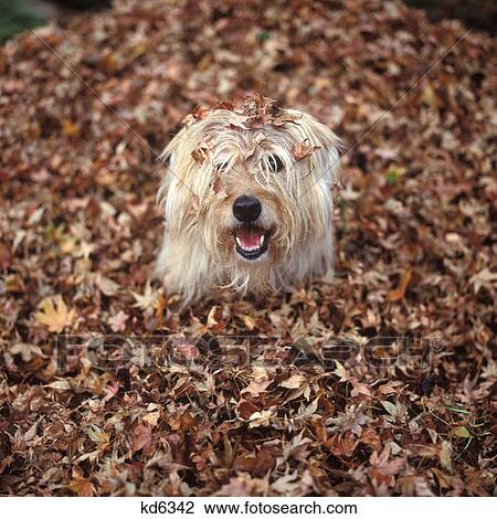 Dog Bury In Leaves Up To His Head View Large Photo Image Stock Image - Dog Bury In Leaves Up To His Head. Fotosearch