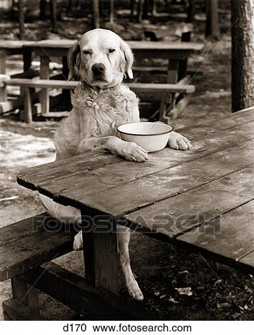Stock Image - Dog Mixed Breed Sitting Like Human Being At Outdoor Picnic Table B . Fotosearch