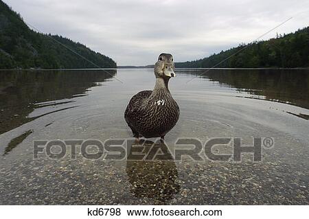 Stock Photo - Duck Wading In Lake Acadia National Park, Maine. Fotosearch