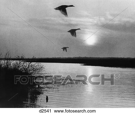 Ducks Flying Over Lake At Sunset View Large Photo Image Stock Image - Ducks Flying Over Lake At Sunset . Fotosearch