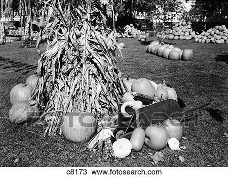 Fall Harvest Still Life Dried Corn Stalks Surrounded By Pummkins And Squash Autumn Farm Market In Background View Large Photo Image Stock Image - Fall Harvest Still Life Dried Corn Stalks Surrounded By Pummkins And Squash Autumn Farm Market In Background . Fotosearch
