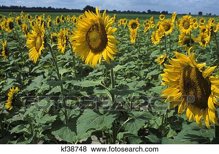 Field Of Sunflower Being Commercially Grown For Seed View Large Photo Image Stock Photo - Field Of Sunflower Being Commercially Grown For Seed . Fotosearch