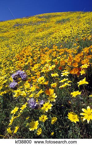 Field Of Yellow, Orange And Purple Wildflowers View Large Photo Image Stock Image - Field Of Yellow, Orange And Purple Wildflowers. Fotosearch
